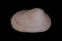 藏品(鬍魁蛤)的圖片